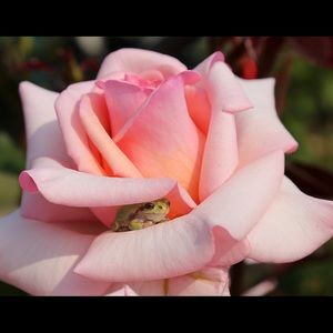 Meet your Posher, Elena